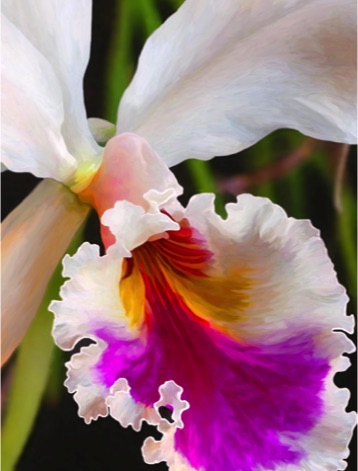 Orchid
